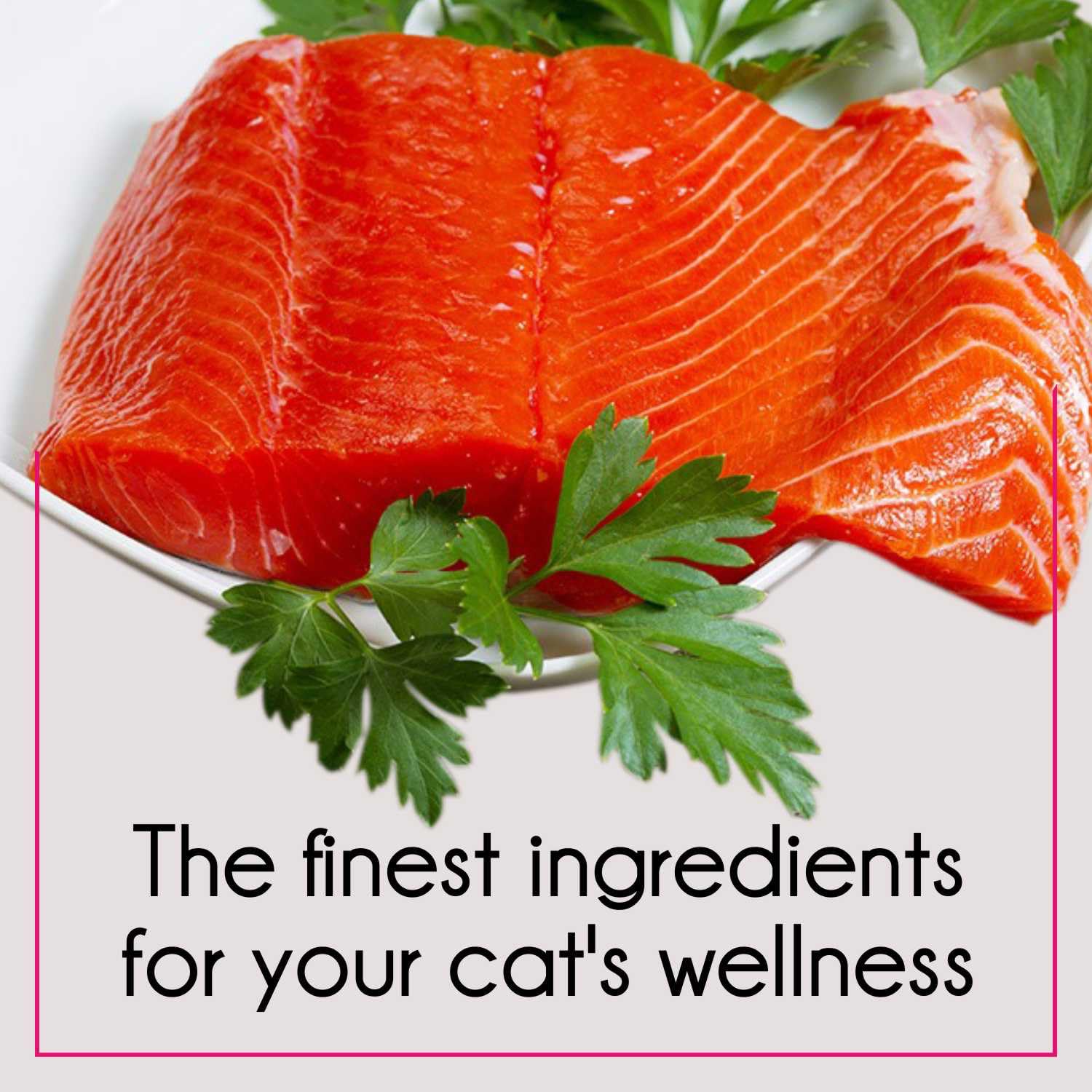 PUREPET Tuna and Salmon Dry Food For Adult Cat
